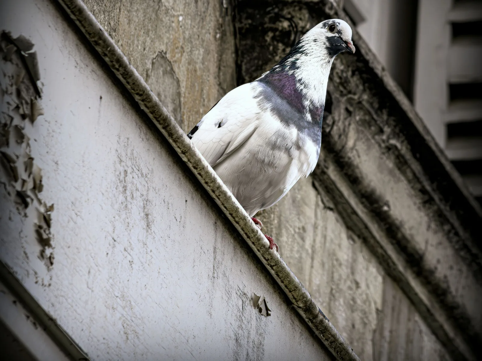 Pigeon posé sur une corniche d'immeuble couverte de fientes, vue en hauteur