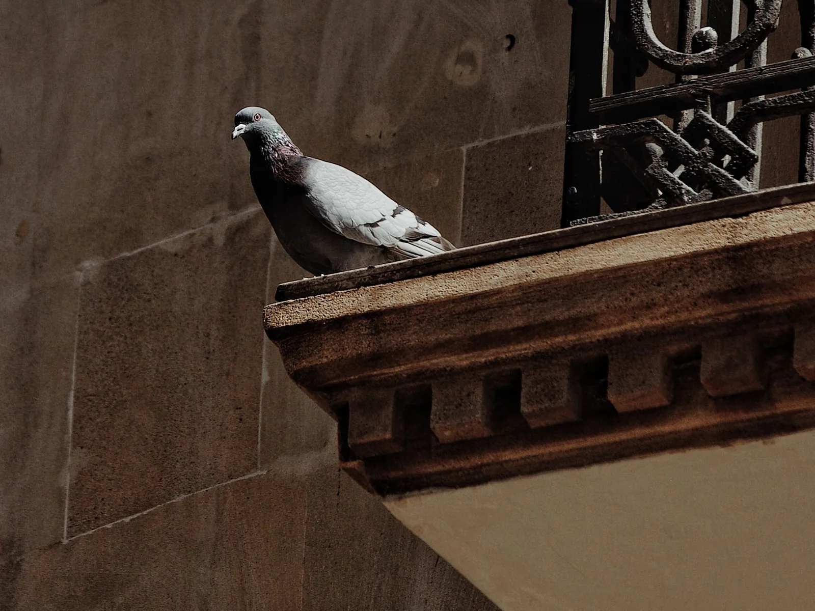 Pigeon posé sur le rebord d'un balcon d'immeuble en copropriété, garde-corps en fer forgé